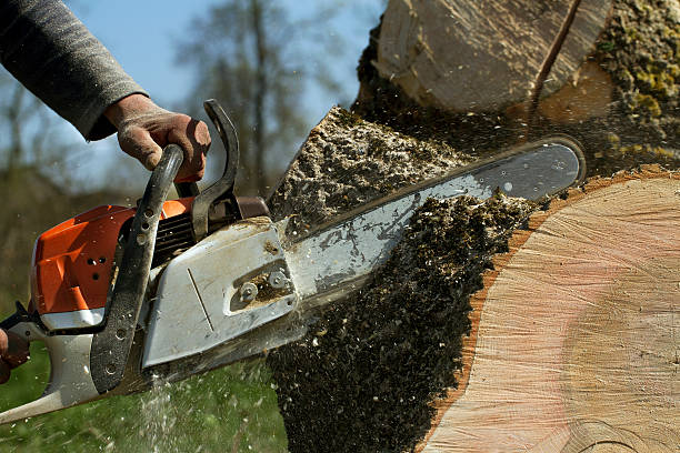 How Our Tree Care Process Works  in  Kenner, LA